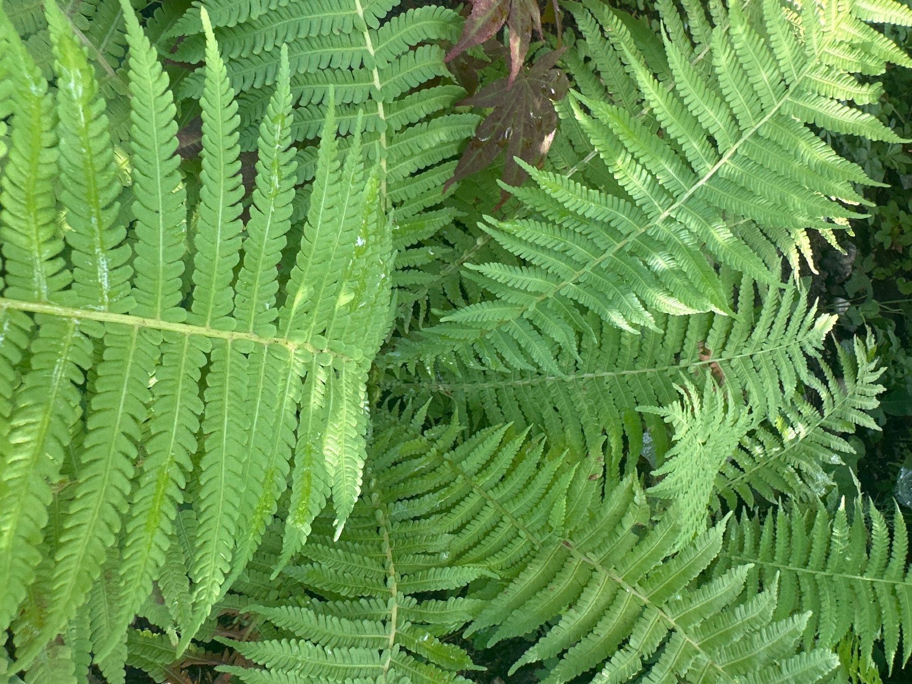 Plantes & graines: Wald-Frauenfarn – Neuf (Voir description) à Bülach par VM8392X 2