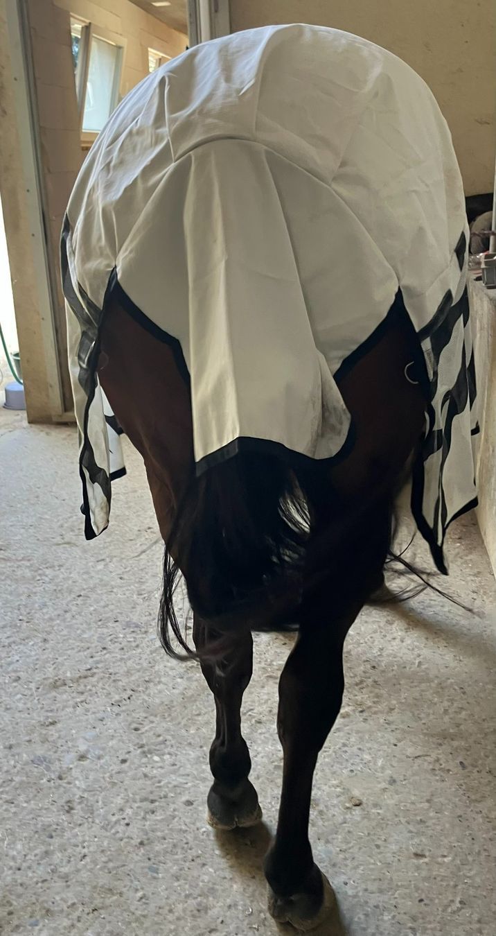 Decken & Deckenzubehör: Bucas Buzz-Off Rain Zebra & Neck 140cm – Gebraucht aus kottwil von opononi 3