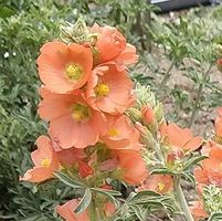 Sphaeralcea coccinea / Wüstenmalve ca. 20 Samen