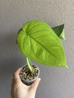Syngonium Chiapense (variegata) vergrünr