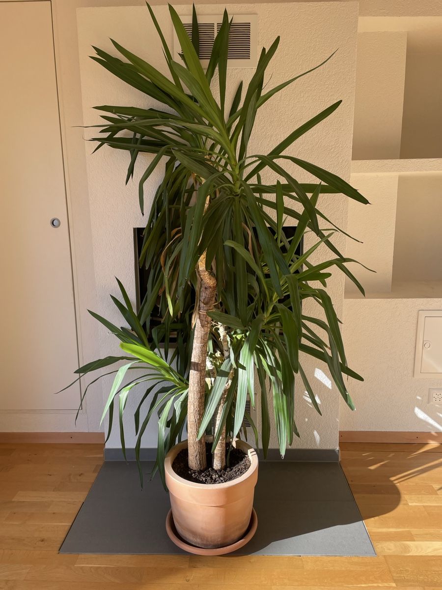 Piante & sementi: Yucca plante d’intérieur en pot – Usato da Yverdon-les-bains venduto da AntoninoVega