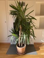 Yucca plante d’intérieur en pot