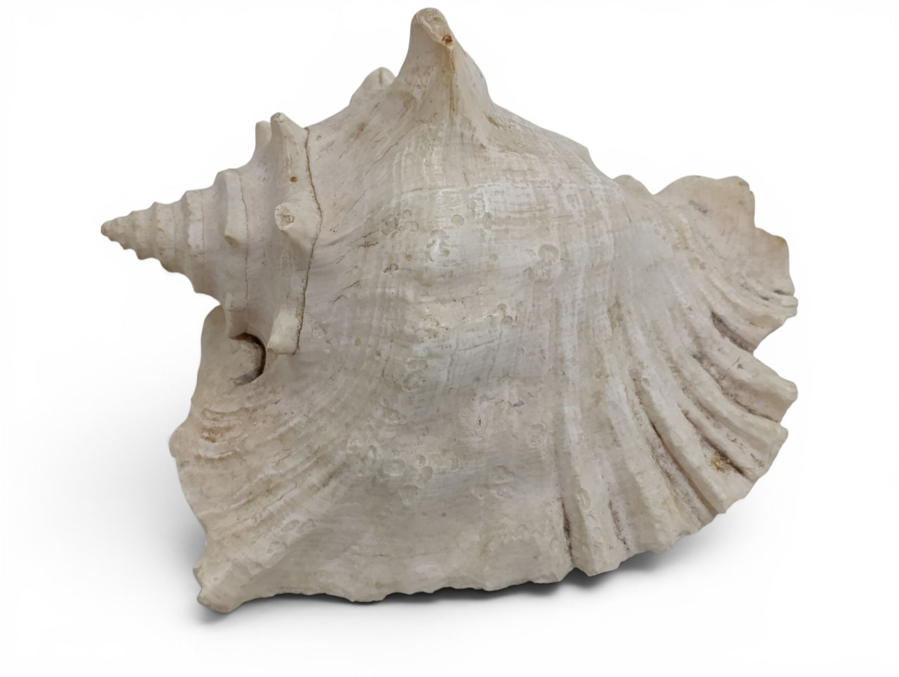 Statuette: Grosse Meeresschnecke / Muschel – Usato da Hochfelden venduto da Relict 3