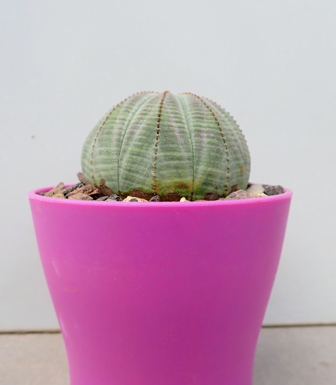 Piante & sementi: Euphorbia obesa  – Usato da Comano venduto da che_8lc2 2