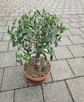 Olivenbaum