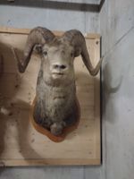 Wunderschöne Widder Trophäe, Wanddekoration, Top Zustand