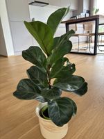 Ficus Lyrata (Geige) Topfpflanze im Keramiktopf