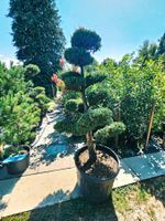 Gartenbonsai Juniperus chinensis Monarch🌱