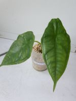 Alocasia Dragons Breath