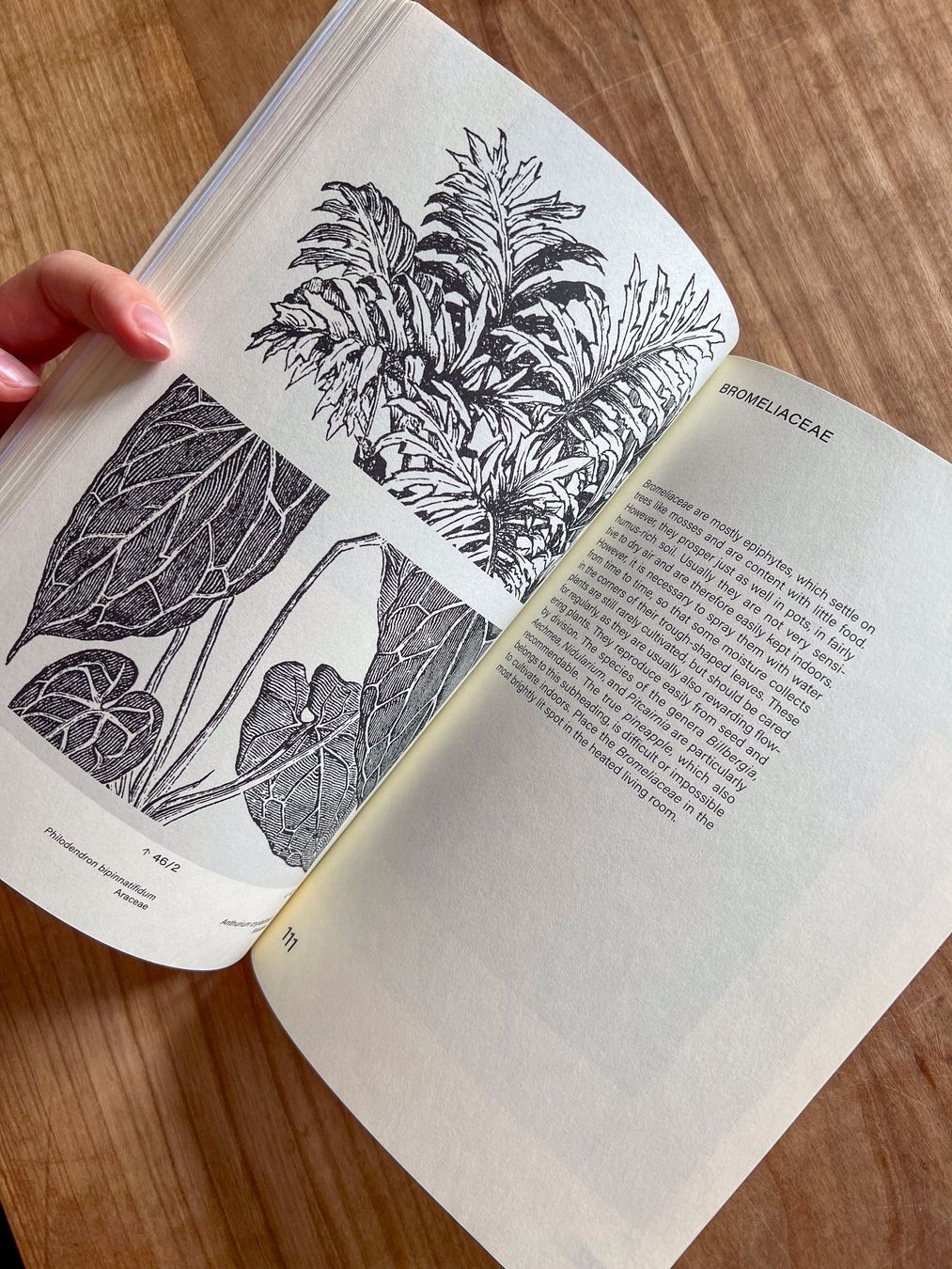 Libri: "Leafy House Plants" Buch, Udo Dammer – Usato da Winterthur venduto da Ael_ 3