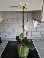 Elegante, weisse Orchidee im Glas - Ein Hauch von Frühling!