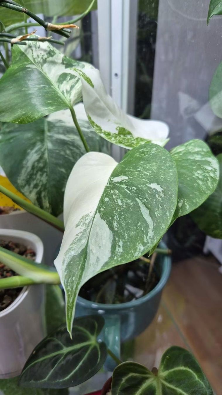 Piante & sementi: Monstera Albo Variegata 2x Stecklinge – Nuovo (secondo la descrizione) da Mols venduto da s3lin4splnts