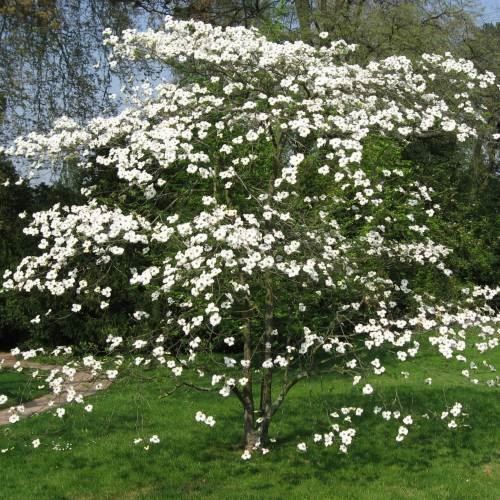 Piante & sementi: Cornouiller de Floride   20cm – Nuovo e nell'imballaggio originale da Bremblens venduto da FIBONACCI369 8