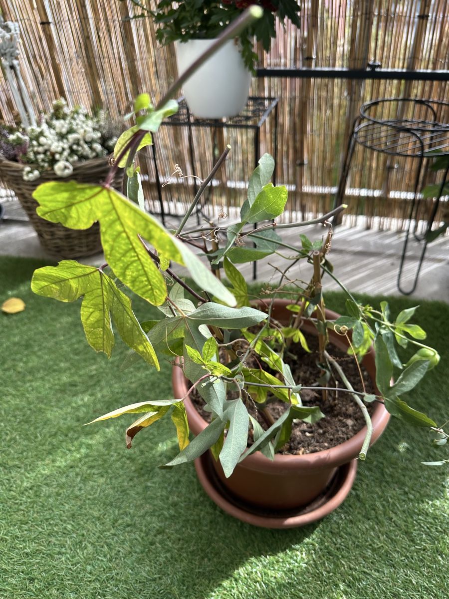 Pflanzen & Samen: Passiflora Topf kräftig  – Gebraucht aus Bern von Ruhrallee 2