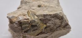 Pyrit in Matrix, Ambas Aquas, Spanien (398)