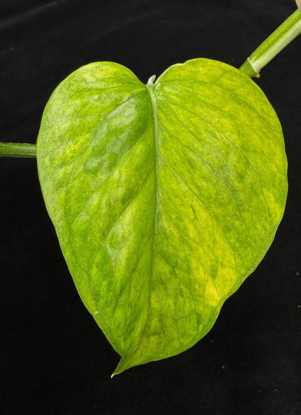 Piante & sementi: Epipremnum aureum 'Teruno Himiko' – Nuovo (secondo la descrizione) da Bühler venduto da googelibear 3
