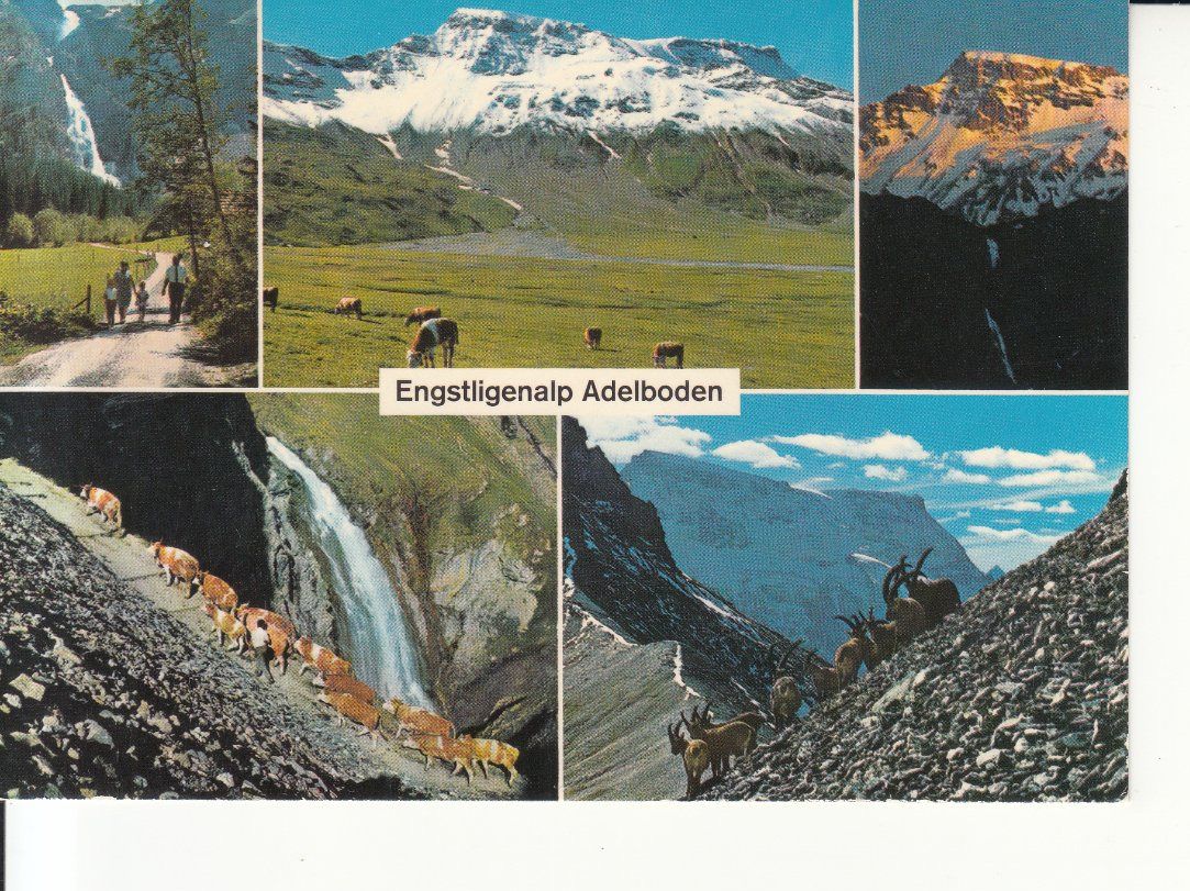Cartoline postali: Engstligenalp 1985 – Usato da Bürglen TG venduto da StampGraf