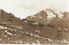 Sur l'Alpe Kuhherde beim Weiden