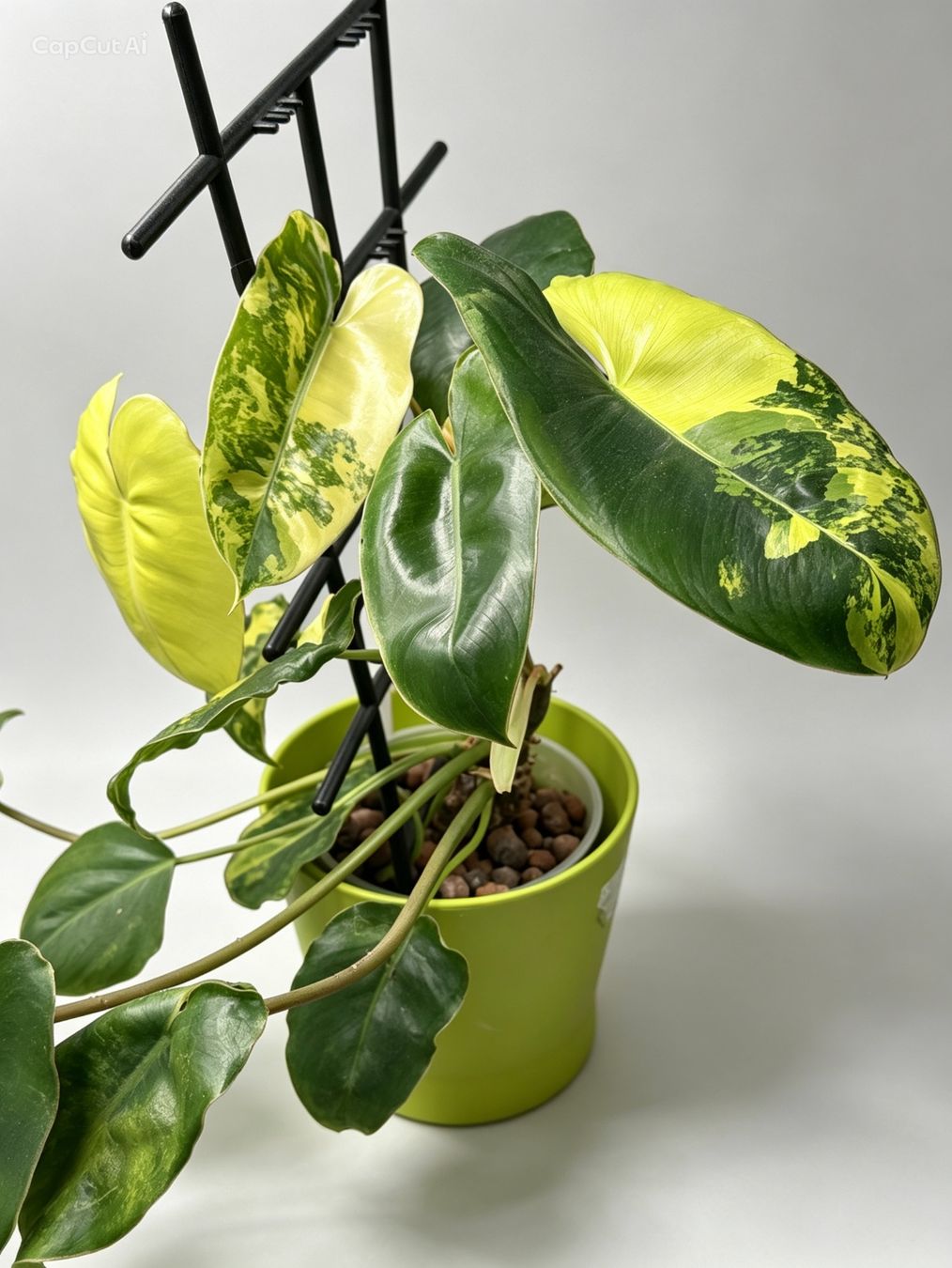 Piante & sementi: Philodendron Burle Marx Variegata – Nuovo (secondo la descrizione) da Eglisau venduto da Plantwithjoy
