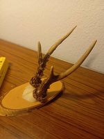 Rehgehörn auf Holzschild, Trophäe, Jagd, Deko, Top!