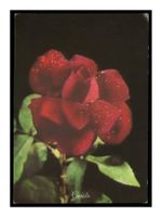 FLEUR "Belle Rose"