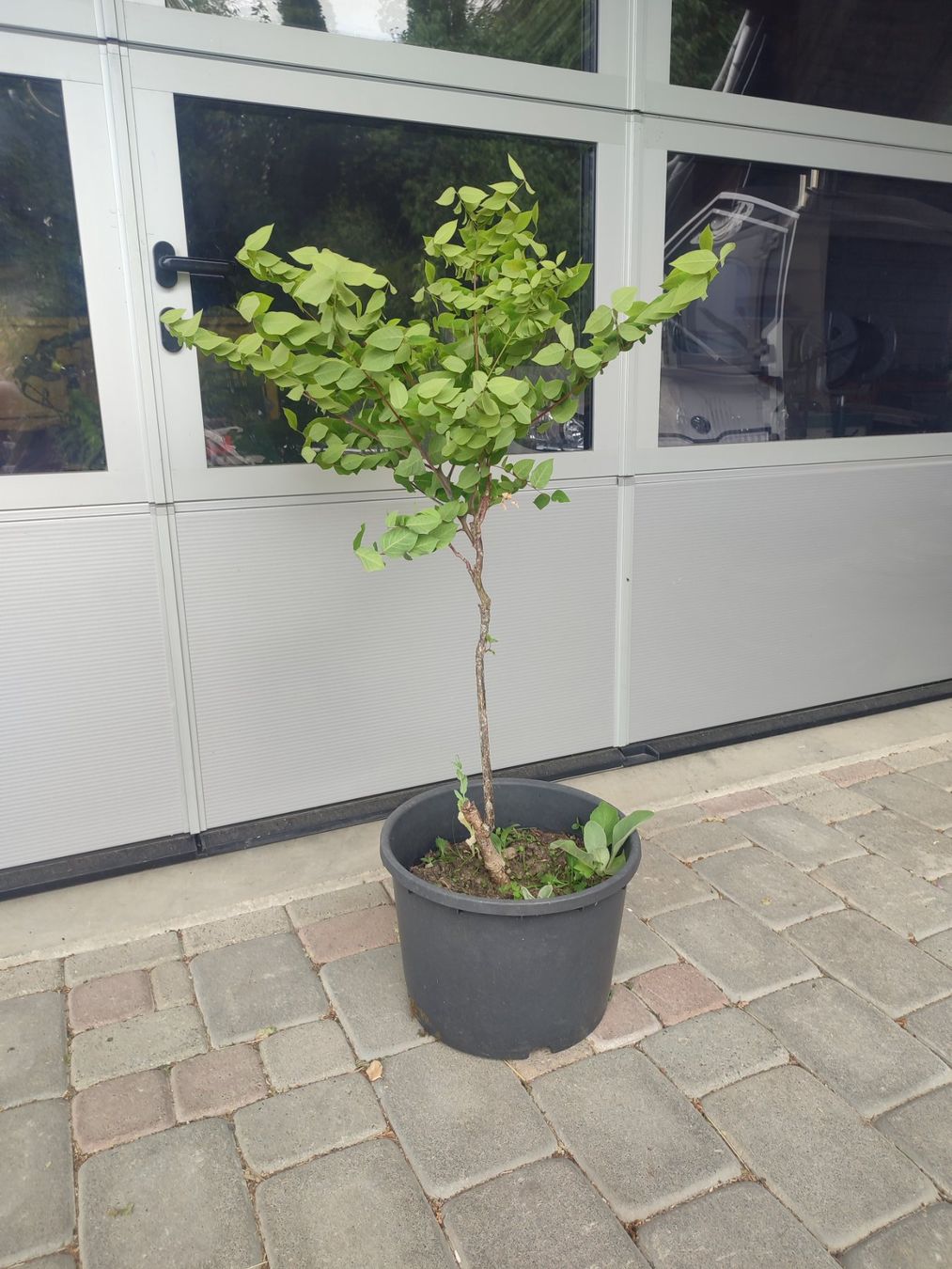 Pflanzen & Samen: Geweihbaum, Gymnocladus dioicus, Schattenbaum – Gebraucht aus Hüswil von benigreen01