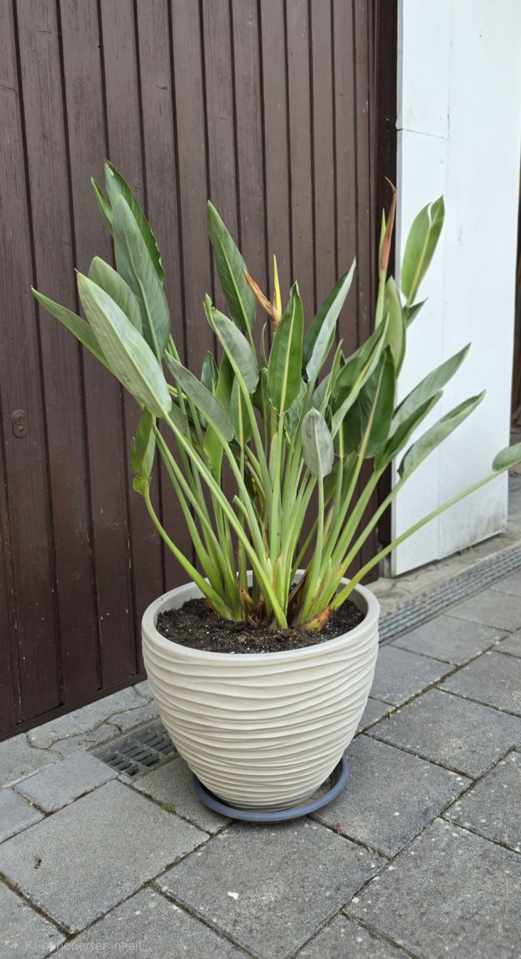Piante & sementi: Strelitzia reginae inkl. Topf – Nuovo (secondo la descrizione) da Aarburg venduto da popkorn65 2