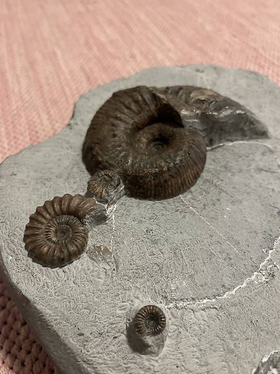 Fossili: Fossilplatte mit 4 Ammoniten, 180 Mio. Jahre – Usato da Chur venduto da sonicservice 3