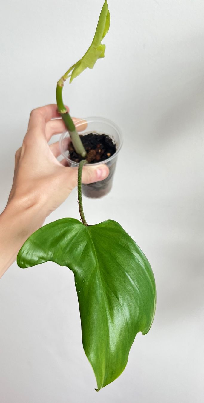 Piante & sementi: Philodendron Florida Ghost💚 – Usato da Glattpark(Opfikon) venduto da ste_n99y 2