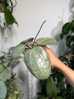 Hoya latifolia silver 🦄✨