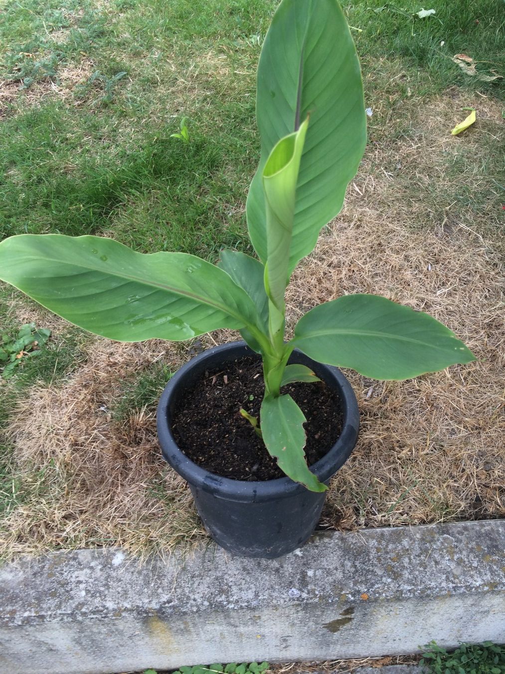 Plantes & graines: Bananen Jungpflanzen – Neuf (Voir description) à Vinelz par Wellensittich55 5