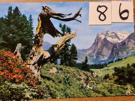 Ansichtskarte kleine Scheidegg mit Wetterhorn