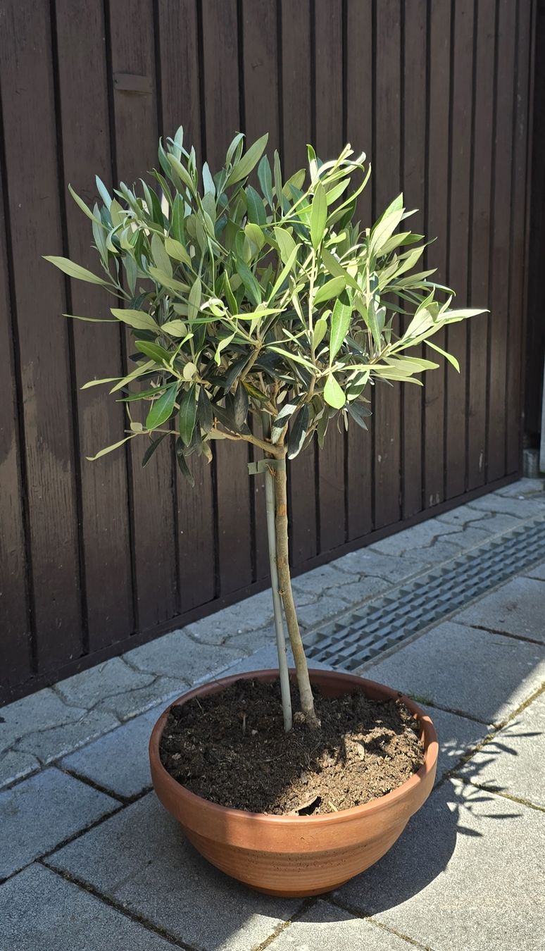 Piante & sementi: Olivenbaum in Schale  – Nuovo (secondo la descrizione) da Aarburg venduto da popkorn65 2