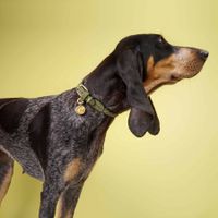 Hundehalsband geflochten & handgefert Grösse M
