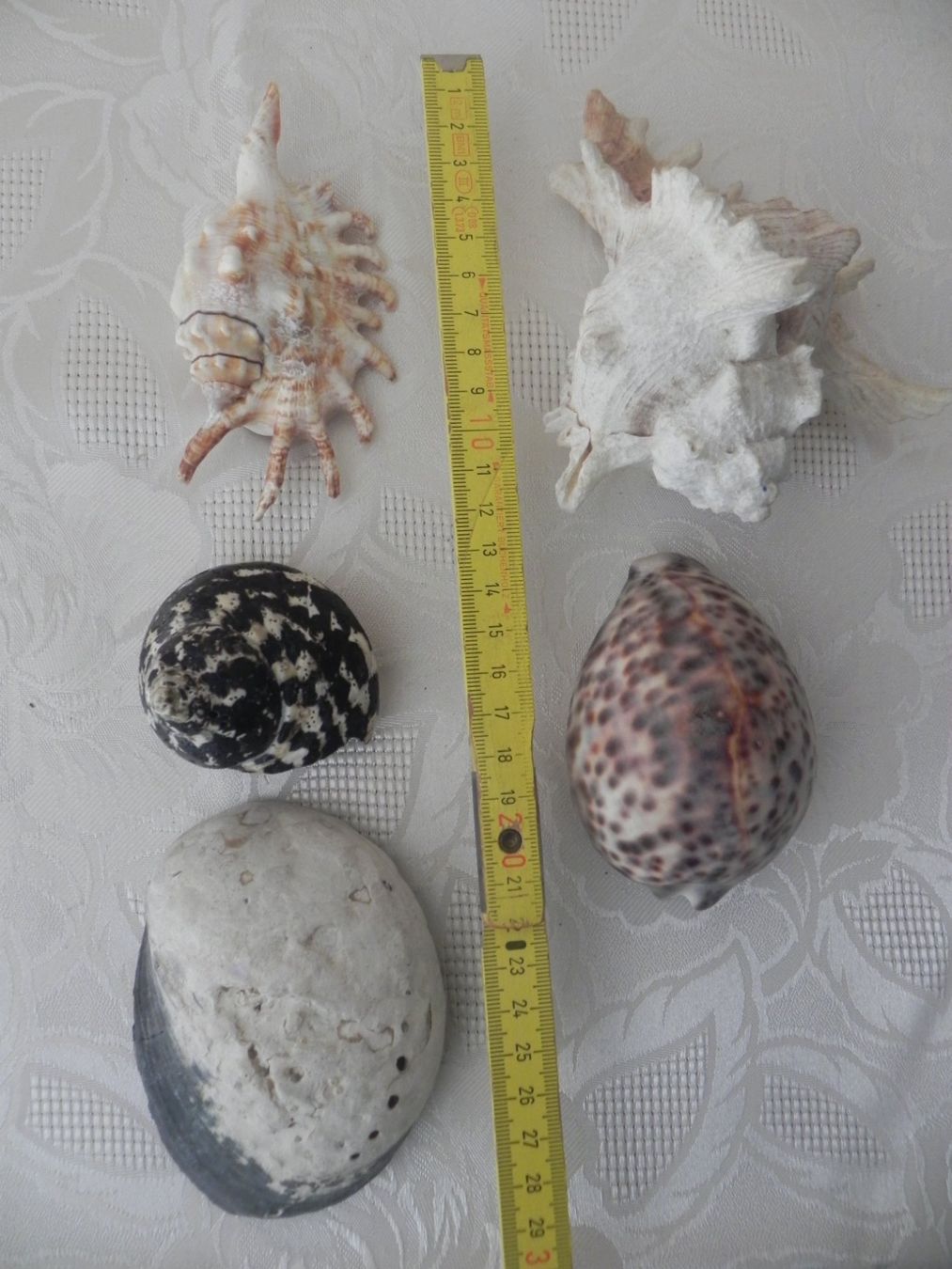 Fossili: Verschiedene Muscheln – Usato da Minusio venduto da Lory64 2