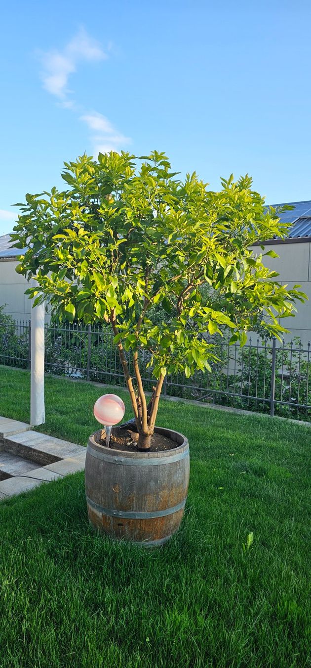 Pflanzen & Samen: Orangenbaum inklusive Eichenfass – Gebraucht aus Oeschgen von pony77
