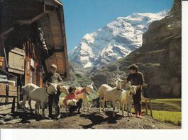 Gamchihütte 1983