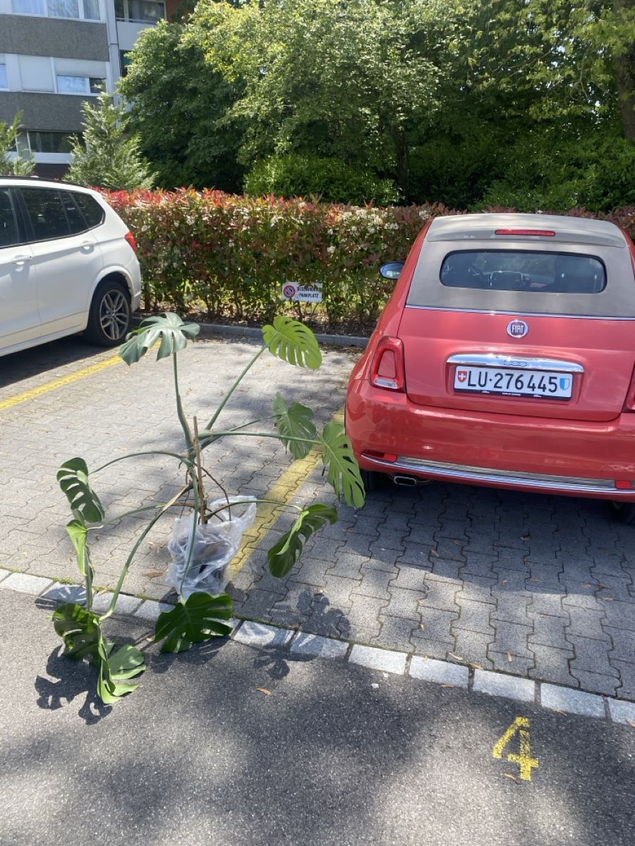 Fiat Autos: Fiat 500C Cabrio Rot/Beige – D'occasion à Luzern par ach_vb6r 2