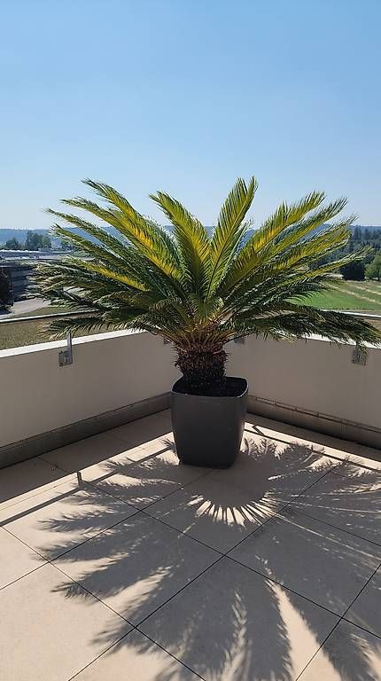 Piante & sementi: Palme – Usato da Remetschwil venduto da Smitt