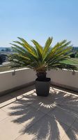 Palme