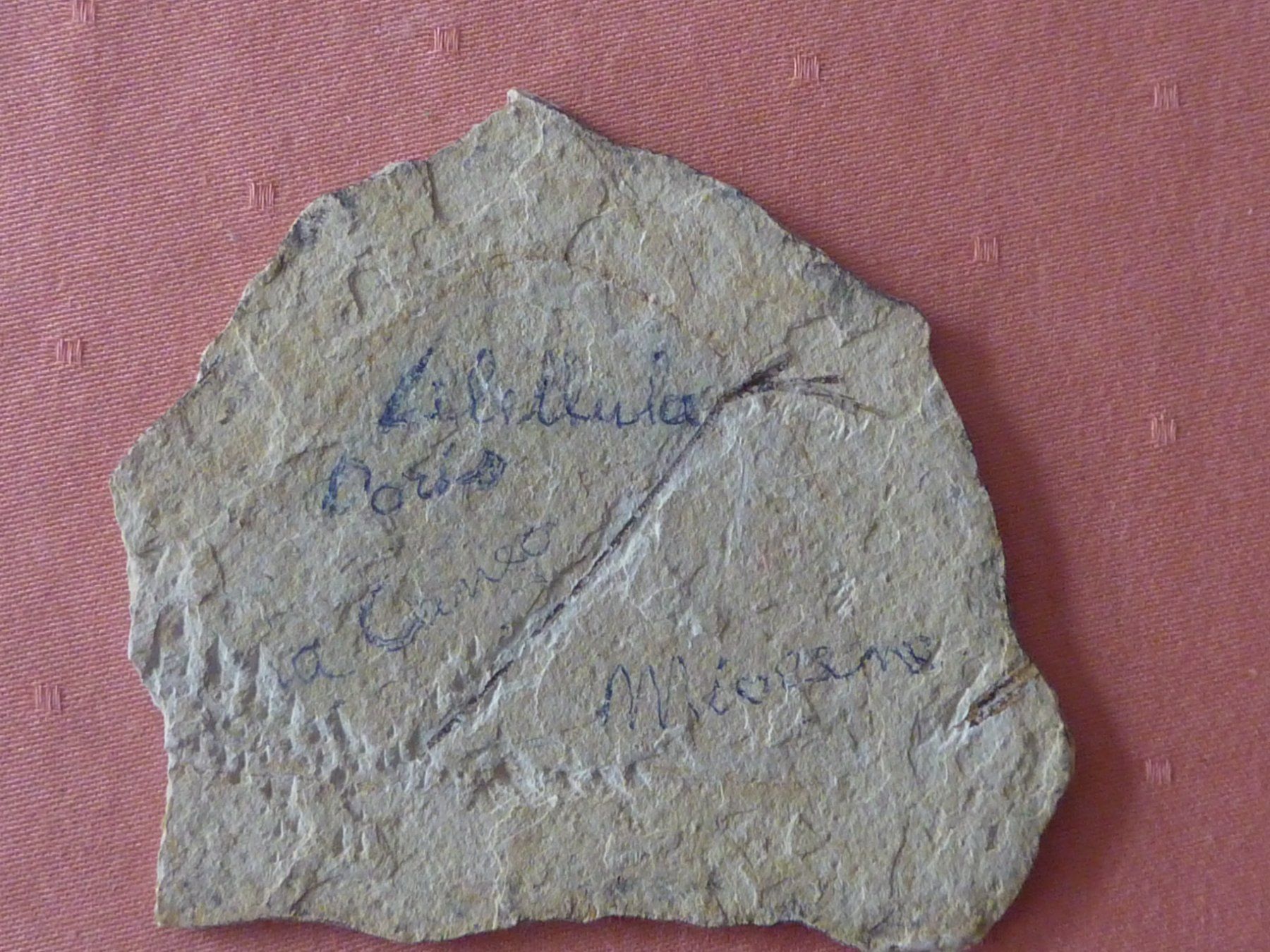 Fossili: Libelle, seltene Versteinerung – Usato da Triengen venduto da Nussbaum14 3