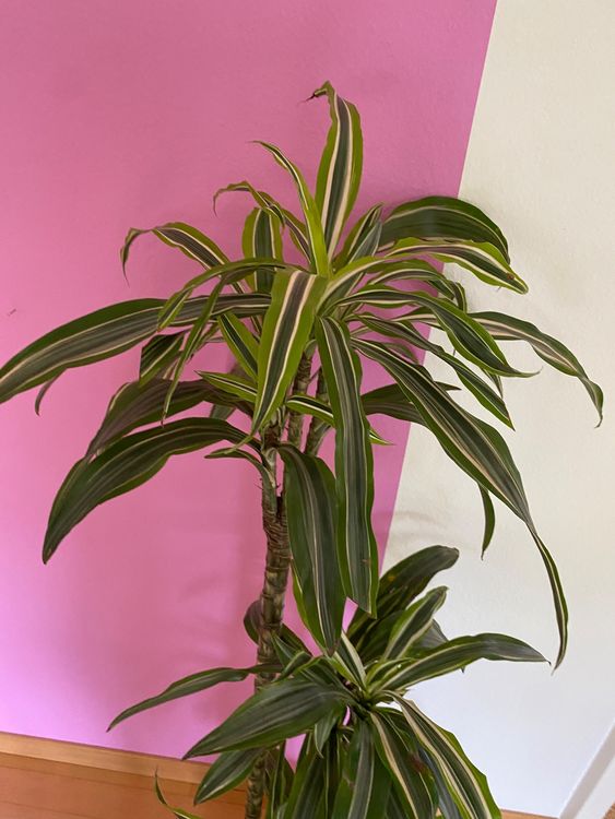 goldfruchtpalme berwintern Goldfruchtpalme - Dypsis lutescens