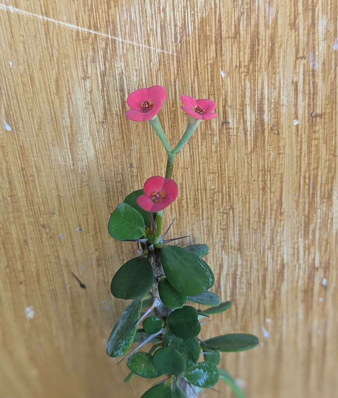 Piante & sementi: tris di succulente  – Usato da Comano venduto da che_8lc2 1