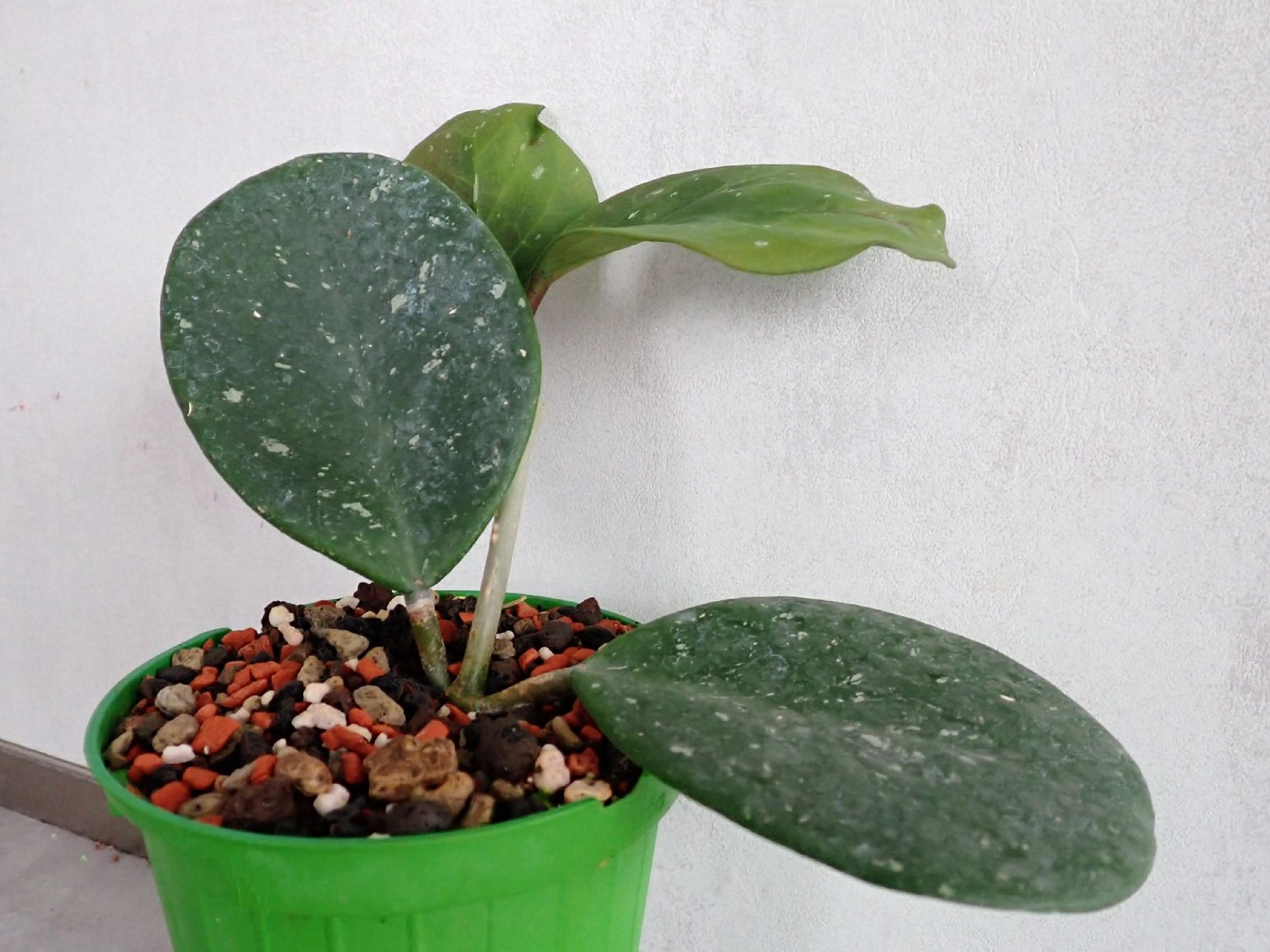Piante & sementi: Hoya obovata 'Splash – Usato da Comano venduto da che_8lc2 1