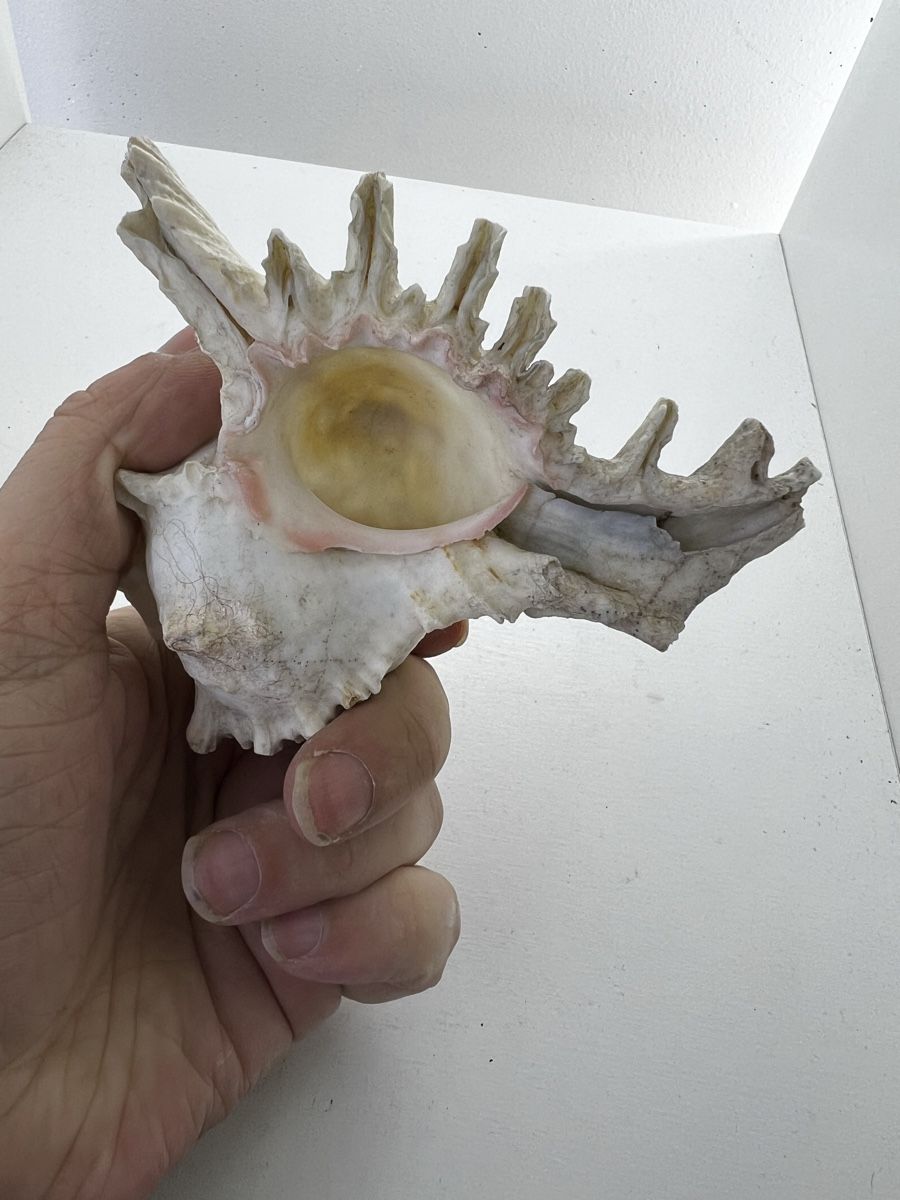 Fossilien: 2 grosse Meeresschnecken Häuser – Gebraucht aus Wettingen von NickInc 6