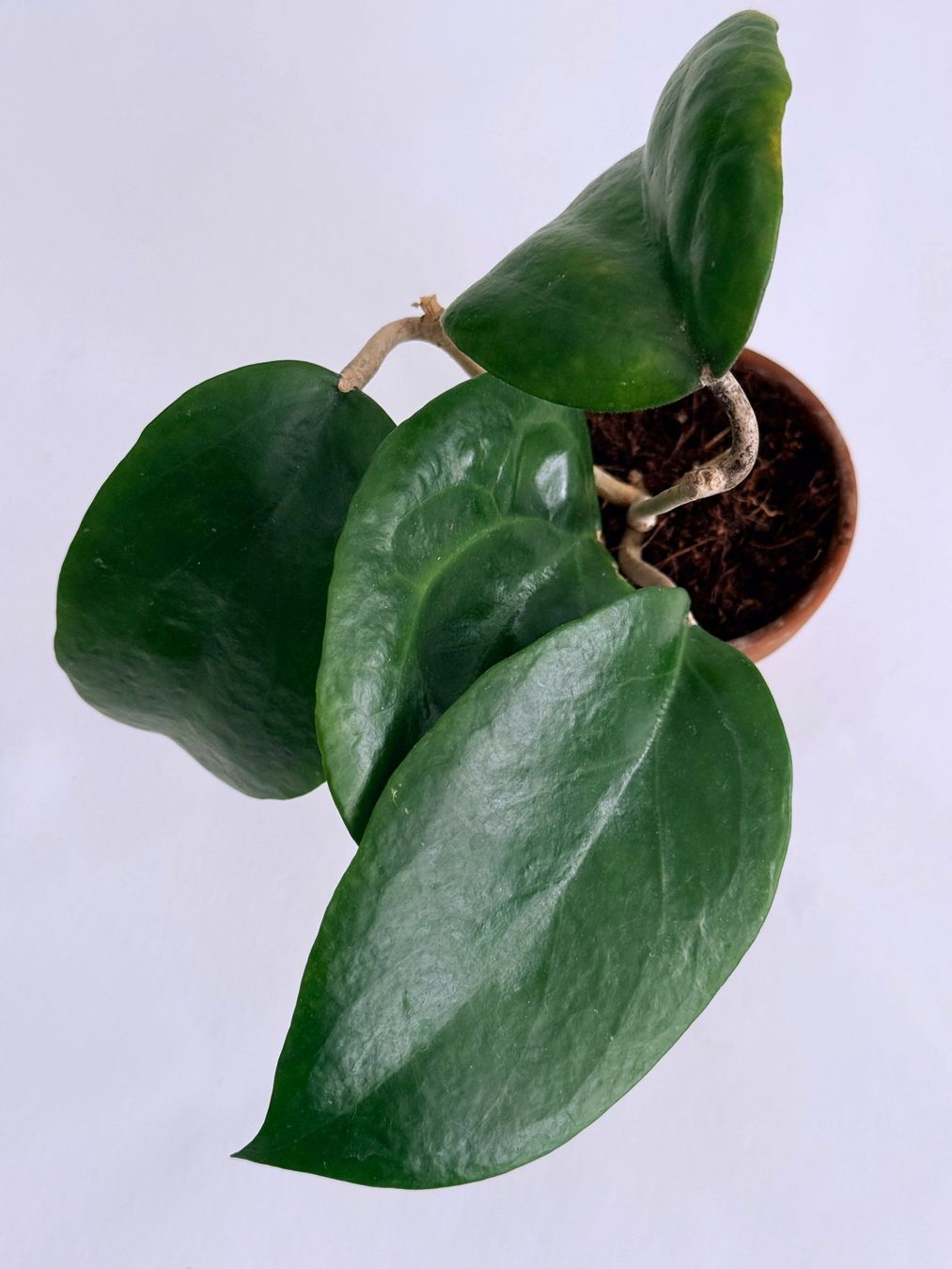 Piante & sementi: HOYA*SURIGAOENSIS***** – Nuovo (secondo la descrizione) da Dübendorf venduto da Orchid18 1