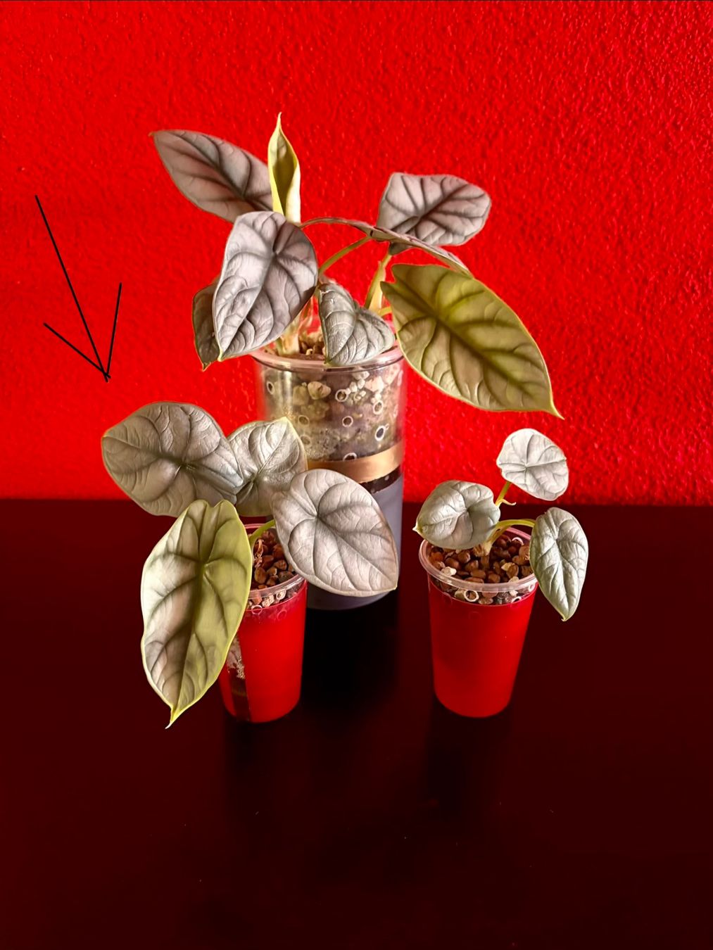 Piante & sementi: Alocasia Silverdragon – Nuovo (secondo la descrizione) da Erlinsbach SO venduto da sofieee