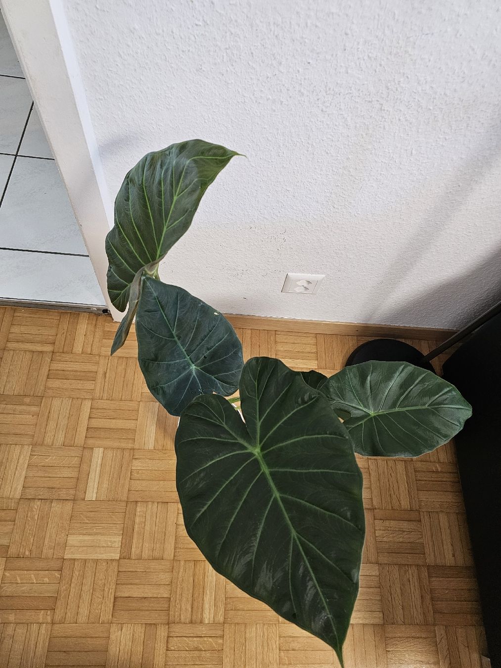 Piante & sementi: Grosse Mutterpflanze Alocasia Regal Shields – Nuovo (secondo la descrizione) da Utzenstorf venduto da Dac_mk 4