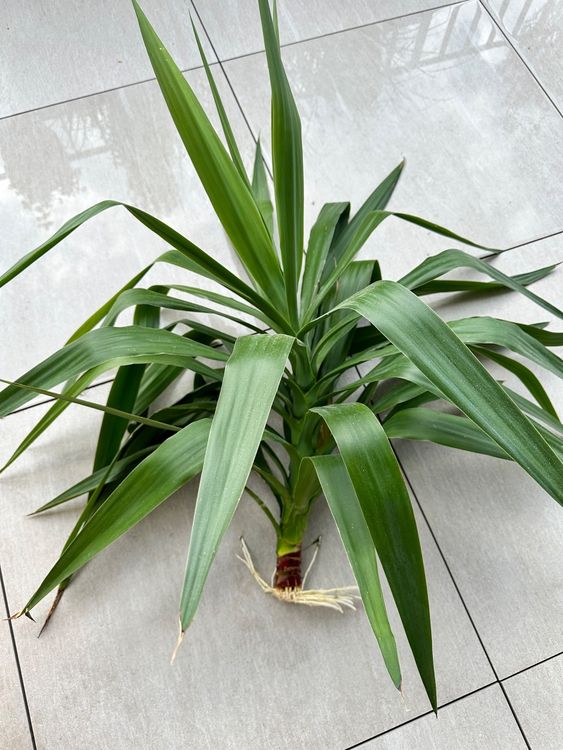 Yucca Palme im Topf plus Yucca Setzling Kaufen auf Ricardo