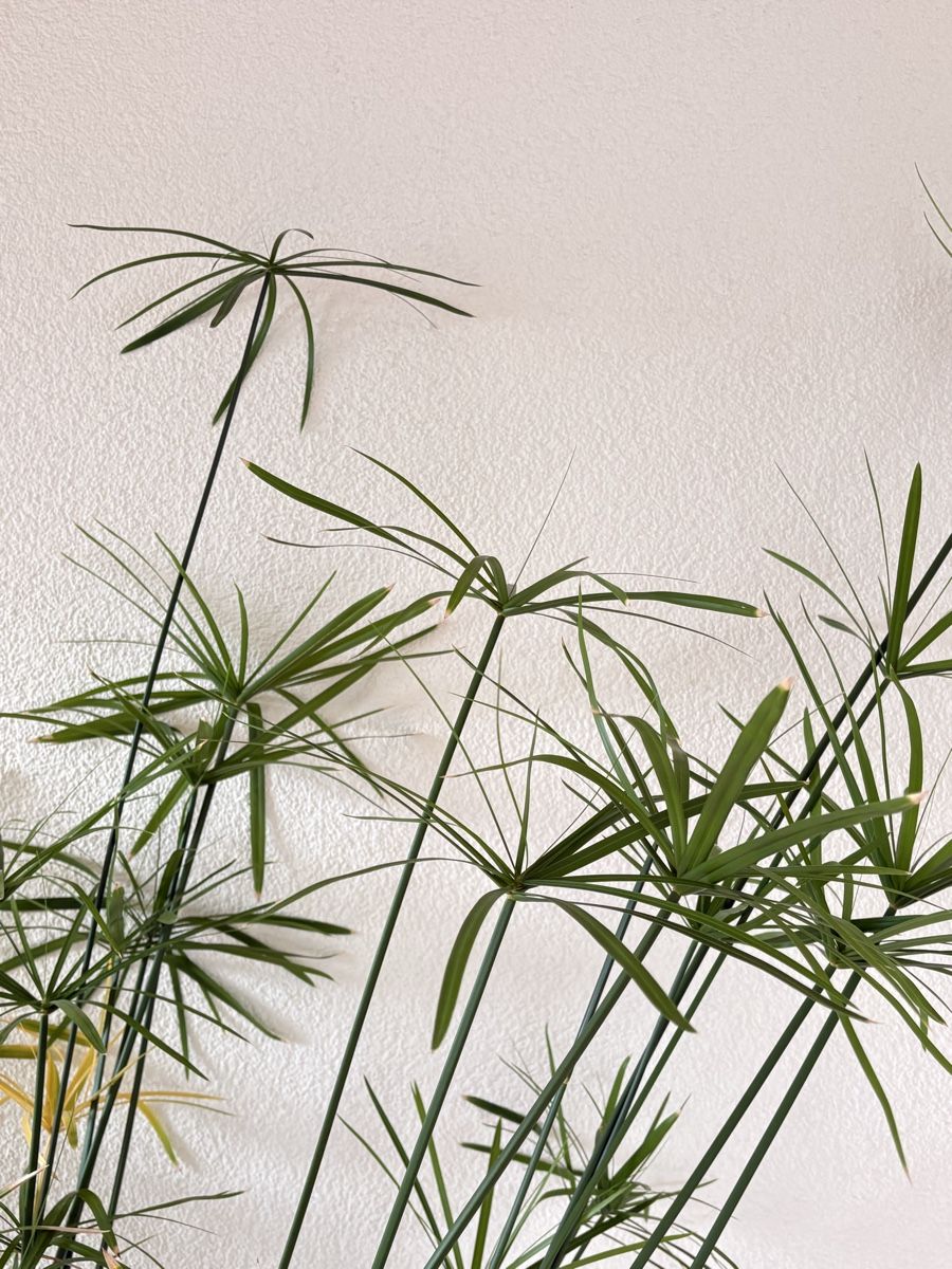 Plantes & graines: Papyrus im Wasser - 170 cm hoch - wunderschön – D'occasion à Zürich par anteabantea 2